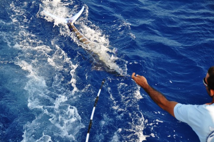 Blue Marlin Caught By Capt. Mike On Chubsco III